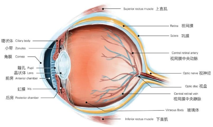 虹膜和睫状体解剖图图片